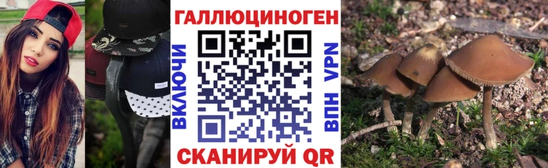 Купить Новое Девяткино Псилоцибиновые грибы прущие грибы